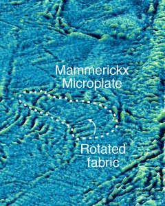 Mammerickx Microplate zoom