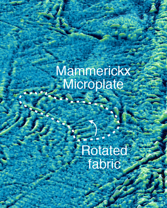 Mammerickx Microplate zoom